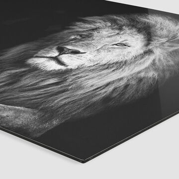 Close-up van een majestueuze leeuw met levendige blik en prachtige manen op een glanzend wanddecor.